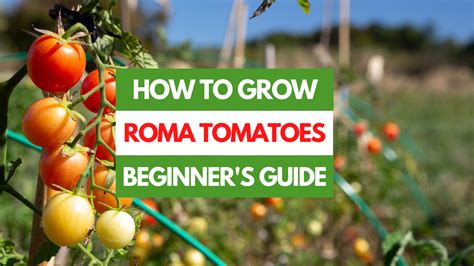 mature roma|How to Grow and Care for Roma Tomatoes